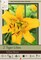 Yellow Bruce Tiger Lily - Lilium leichtlinii - 2 Bulbs 14/16 cm - NEW!